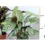Zebralevél válogatás Calathea mix 5 kinds 12 cm cserép