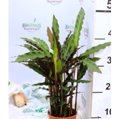 Zebralevél válogatás Calathea mix 5 kinds 12 cm cserép