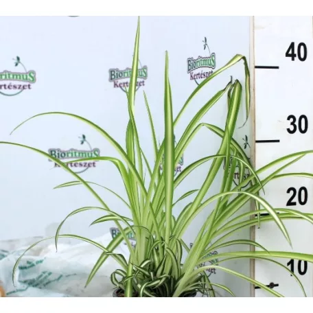 Csokrosinda/Zöldike Chlorophytum comosum Variegatum 12 cm cserép