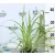 Csokrosinda/Zöldike Chlorophytum comosum Variegatum 12 cm cserép