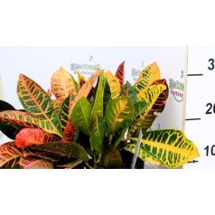   Csodacserje / Kroton Codiaeum variegatum Petra 3PP 12 cm cserép