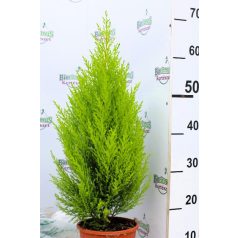 Szoba ciprus Cupressus macrocarpa Goldcrest Wil 17 cm cseré