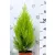 Szoba ciprus Cupressus macrocarpa Goldcrest Wil 17 cm cseré