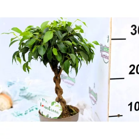 Csavart törzsű szobai fikusz Ficus benjamina King Twisted 12 cm cserép