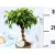 Csavart törzsű szobai fikusz Ficus benjamina King Twisted 12 cm cserép