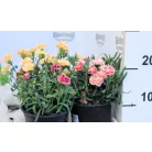 Szegfű, Balkon szegfű 14 cm cserép