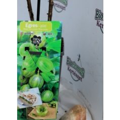   Zöld egres (Ribes uva-crispa Mucurines) Bogyós 2L 'A'