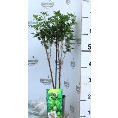   Zöld egres (Ribes uva-crispa Mucurines) Bogyós 2L 'A'
