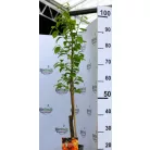 Datolyaszilva Diospyros kaki Rojo Brillante