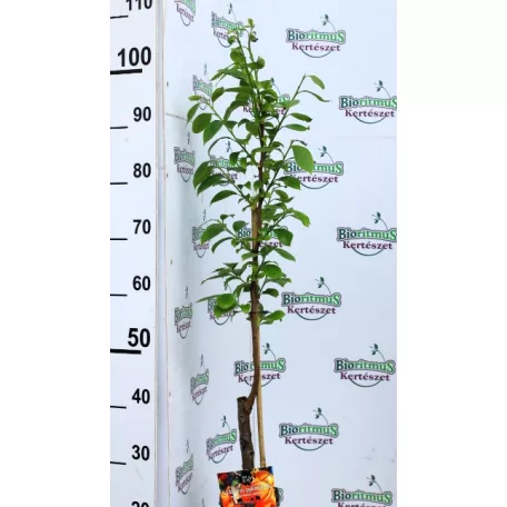 Datolyaszilva Diospyros kaki Rojo Brillante