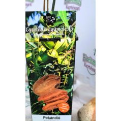 Pekándió Carya illinoinensis