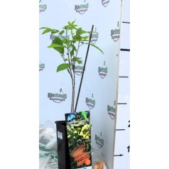 Pekándió Carya illinoinensis