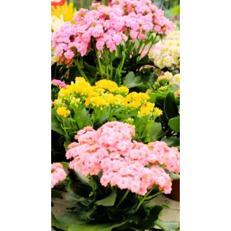 Korallvirág Kalanchoe Sunny mix, big fl. 14 cm cserép