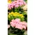 Korallvirág Kalanchoe Sunny mix, big fl. 14 cm cserép