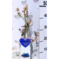 Bogyós gyümölcs válogatás Fruit in varieties P14