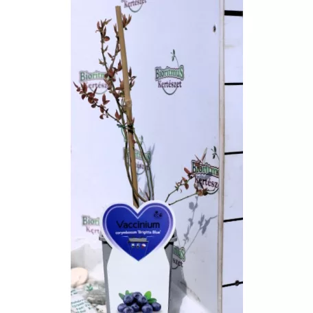 Bogyós gyümölcs válogatás Fruit in varieties P14