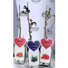 Bogyós gyümölcs válogatás Fruit in varieties P14