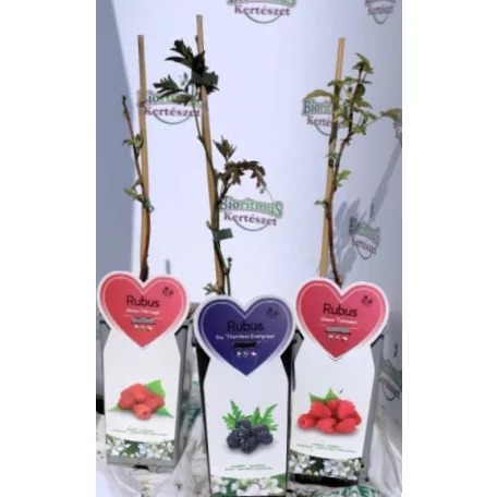 Bogyós gyümölcs válogatás Fruit in varieties P14