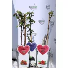 Bogyós gyümölcs válogatás Fruit in varieties P14
