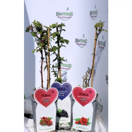 Bogyós gyümölcs válogatás Fruit in varieties P14