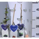Bogyós gyümölcs válogatás Fruit in varieties P14