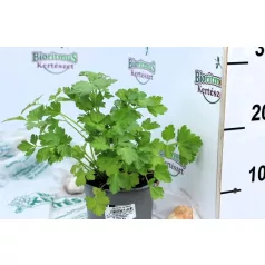 Metélőpetrezselyem 14 cm-es cserépben