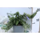 Rozmaring kúszó bokor 14 cm-es cserépben