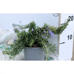 Rozmaring kúszó bokor 14 cm-es cserépben