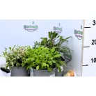 Zsálya bokor több színben 14 cm-es cserépben