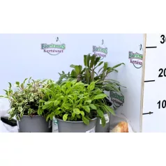 Zsálya bokor több színben 14 cm-es cserépben