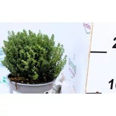 Kakukkfű Faustini 14 cm-es cserépben