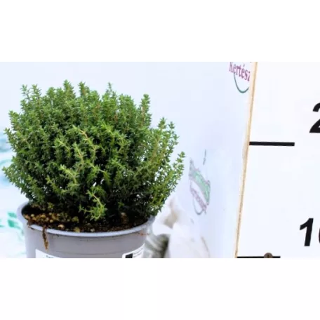 Kakukkfű Faustini 14 cm-es cserépben