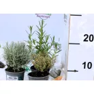 Fűszer mix 9 cm-es cserépben
