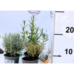 Fűszer mix 9 cm-es cserépben