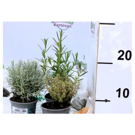 Fűszer mix 9 cm-es cserépben