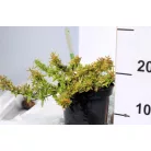 Tárnicslonc, tarka levelű, nagyvirágú Abelia grandiflora Variegata K2 20/30