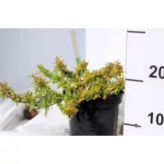   Tárnicslonc, tarka levelű, nagyvirágú Abelia grandiflora Variegata K2 20/30