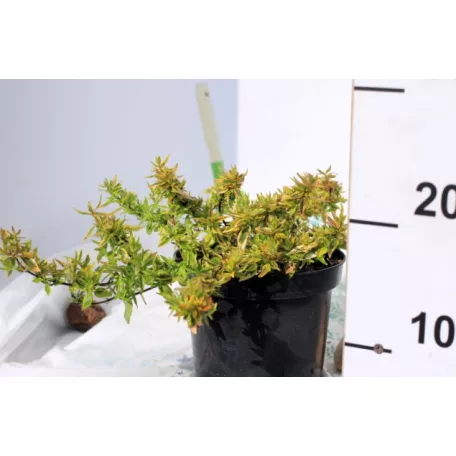 Tárnicslonc, tarka levelű, nagyvirágú Abelia grandiflora Variegata K2 20/30