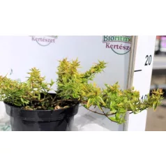   Tárnicslonc, tarka levelű, nagyvirágú Abelia grandiflora Variegata K2 20/30