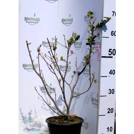 Fekete berkenye Aronia Prunifolia Viking K4 40/60