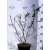 Fekete berkenye Aronia Prunifolia Viking K4 40/60