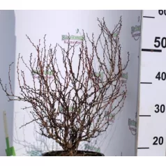 Japán borbolya Berberis thunbergii Concorde K4 40/+