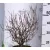Japán borbolya Berberis thunbergii Concorde K4 40/+