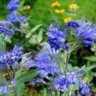 Kékszakáll, sötétkék virágú Caryopteris clandonensis Kew Blue K2 30/40