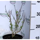 Kékszakáll, sötétkék virágú Caryopteris clandonensis Kew Blue K2 30/40