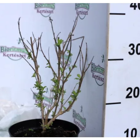 Kékszakáll, sötétkék virágú Caryopteris clandonensis Kew Blue K2 30/40