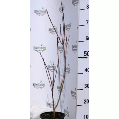 Cserszömörce, hússzínű Cotinus coggygria Grace K2 60/+