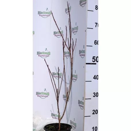 Cserszömörce, hússzínű Cotinus coggygria Grace K2 60/+
