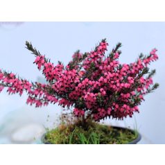 Örökzöld erika, Téli hanga Erica carnea CS12 10/15