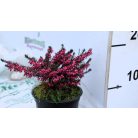 Örökzöld erika, Téli hanga Erica carnea CS12 10/15